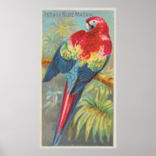 Poster Ilustração do vintage de um papagaio do Macaw