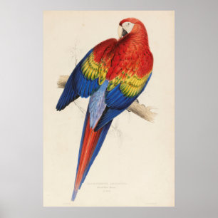 Poster Ilustração do vintage de um papagaio do Macaw