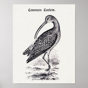 Poster "Ilustração do vintage do maçarico real comum"