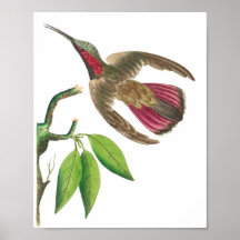 Ilustração do Vintage Hummingbird