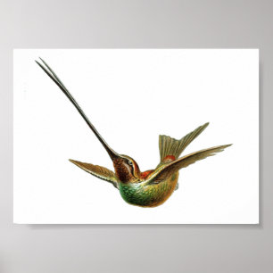 Poster Ilustração do Vintage Hummingbird