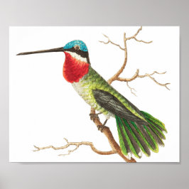 Poster Ilustração do Vintage Hummingbird