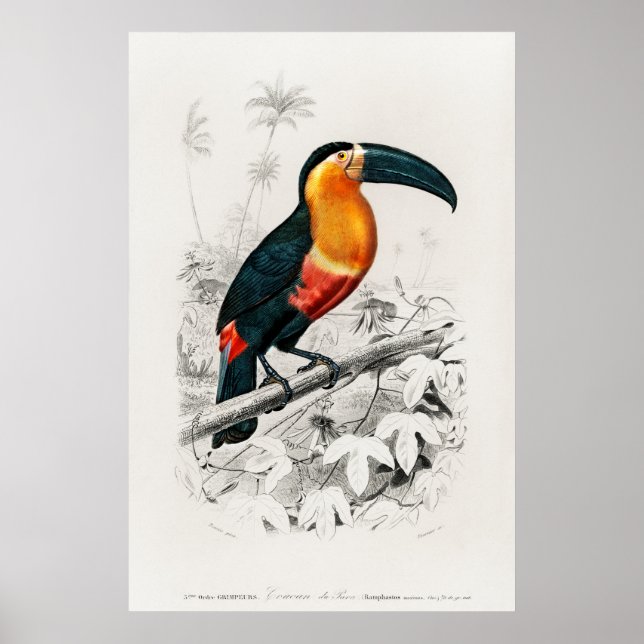 Poster Ilustração do Vintage Toucan (Frente)