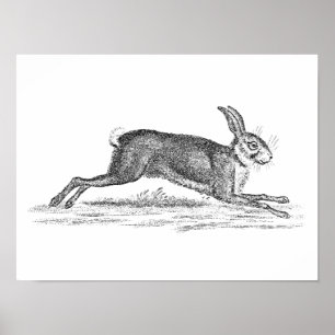 Pôster Ilustração dos 1800s do coelho de coelho da lebr