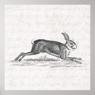 Pôster Ilustração dos 1800s do coelho de coelho da lebr