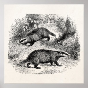 Pôster Ilustração dos texugos dos 1800s do texugo do
