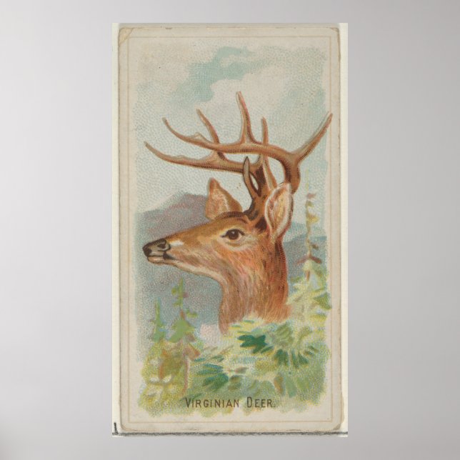 Poster Ilustração dos veados de granizo branco Vintage (1 (Frente)
