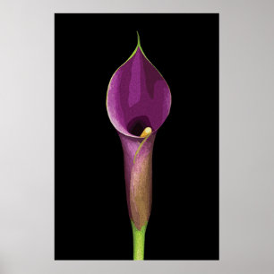 Poster Ilustração Elegante de Copo-de-Leite Roxo
