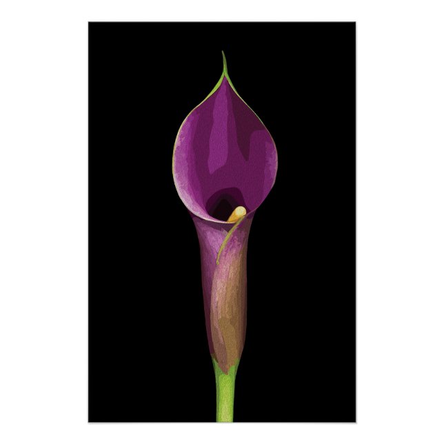 Pôster Ilustração Elegante de Copo-de-Leite Roxo (Frente)