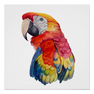 Pôster Ilustração em Aquarela de Papagaio Colorido