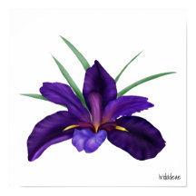 Ilustração Iris de Água de Cão Roxo Profundo