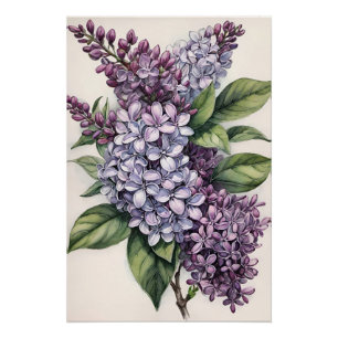 Pôster Ilustração Lilac Bush Roxo Lilac
