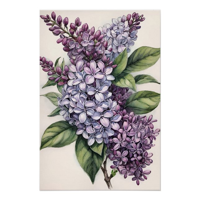 Pôster Ilustração Lilac Bush Roxo Lilac (Frente)