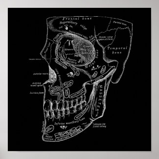 Poster Ilustração Médica Antiga da Anatomia da Face Crôni