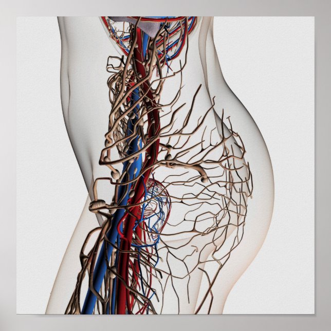 Pôster Ilustração Médica Das Artérias 2 (Frente)