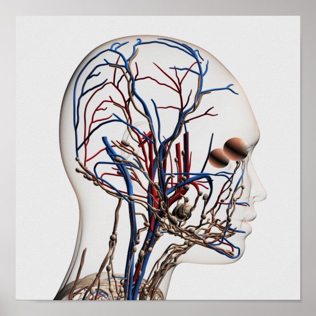 Poster Ilustração Médica Das Artérias Cabeças 1 (Frente)
