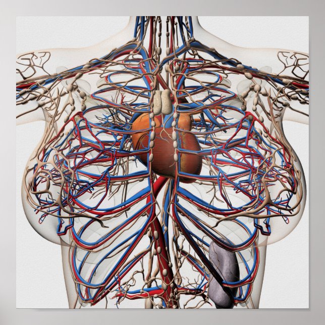 Poster Ilustração Médica Das Artérias Mamárias (Frente)