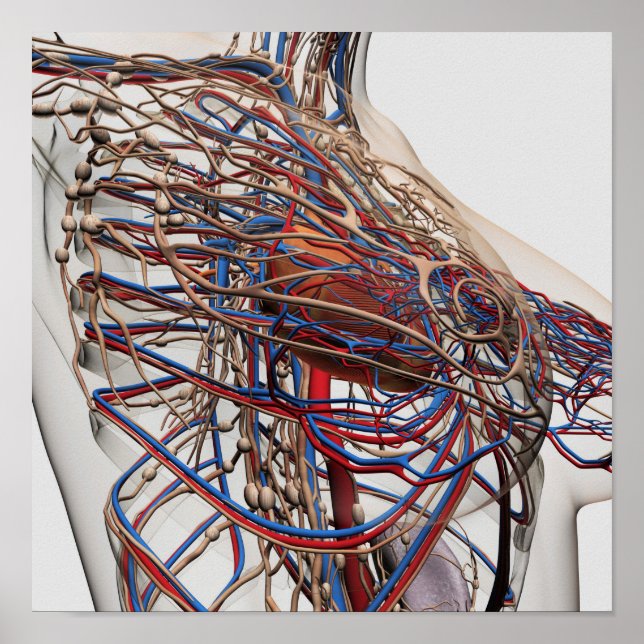 Pôster Ilustração Médica Das Artérias Mamárias (Frente)