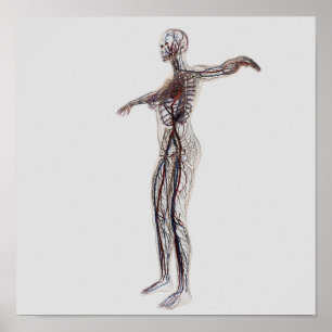 Poster Ilustração médica de artérias fêmeas, veias