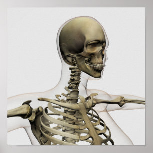 Pôster Ilustração médica de um crânio das mulheres e