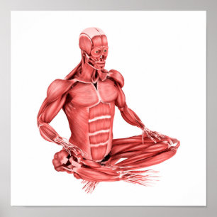 Poster Ilustração médica do assento masculino dos