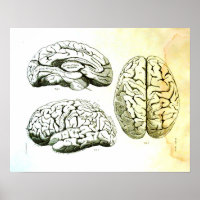 Ilustração Médica do Cérebro Humano