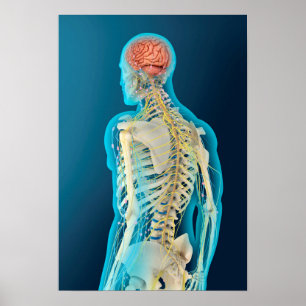 Pôster Ilustração médica do cérebro humano & da haste