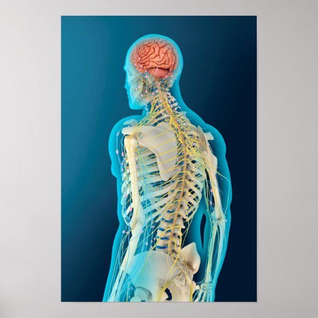 Pôster Ilustração Médica Do Cérebro Humano E Do Cérebro (Frente)