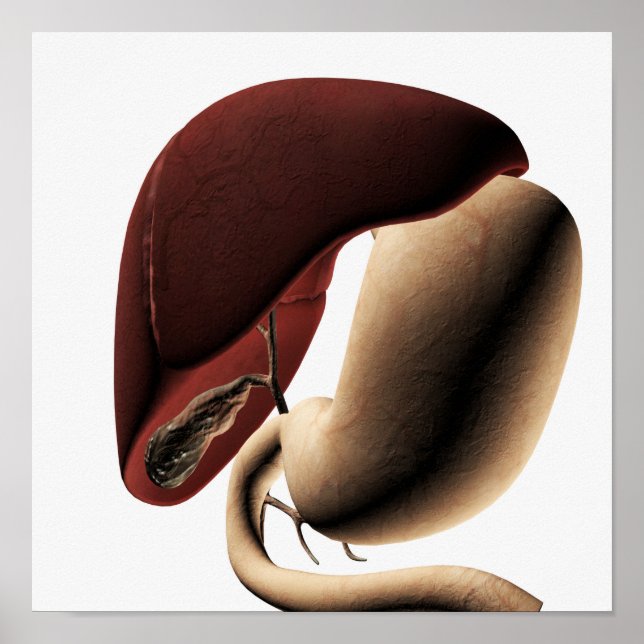 Poster Ilustração Médica Do Fígado E Do Estômago (Frente)