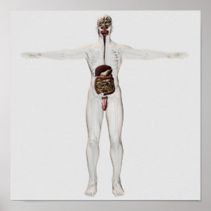 Pôster Ilustração médica do sistema digestivo masculin