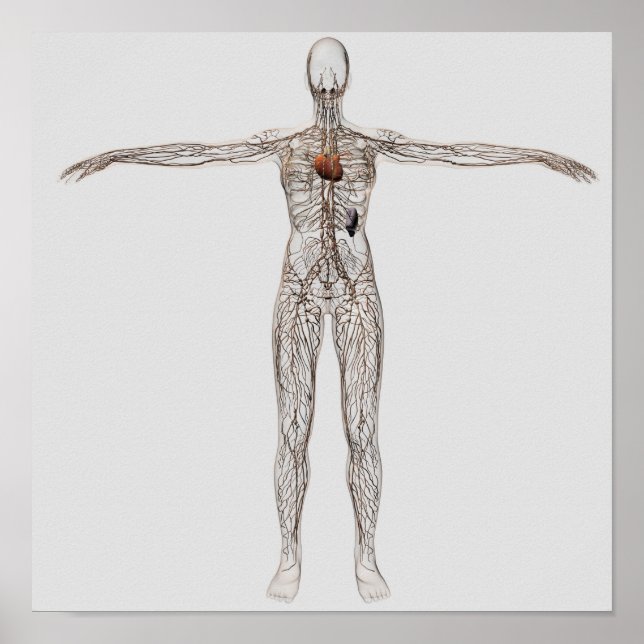 Poster Ilustração Médica Do Sistema Linfático Feminino (Frente)