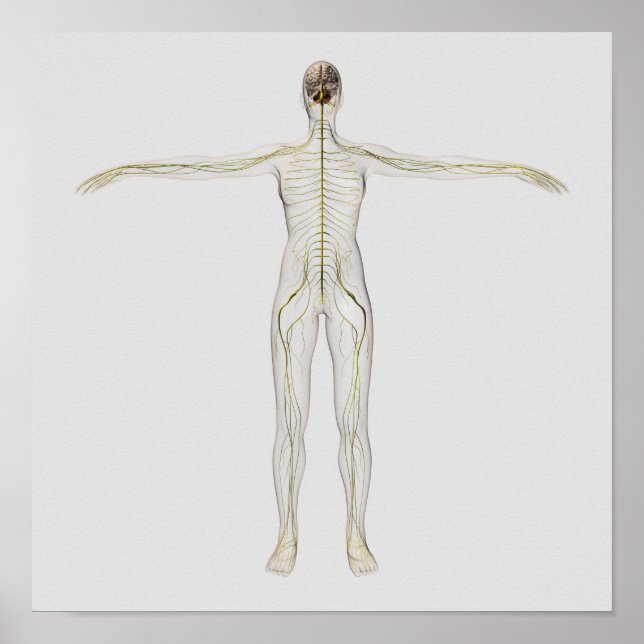 Poster Ilustração Médica Do Sistema Nervoso Humano (Frente)