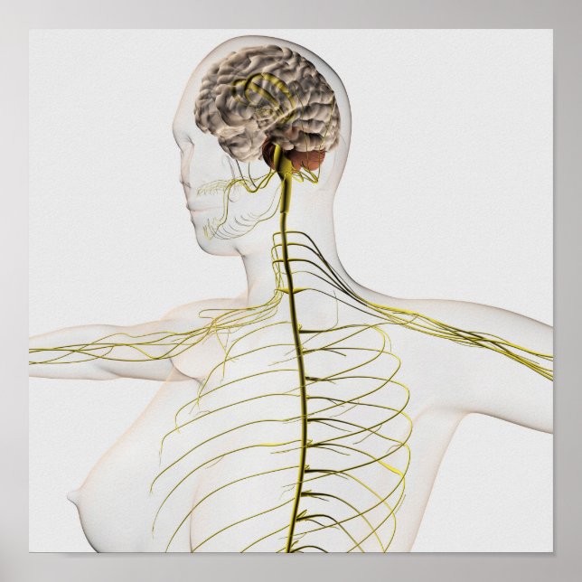 Pôster Ilustração Médica Do Sistema Nervoso Humano (Frente)