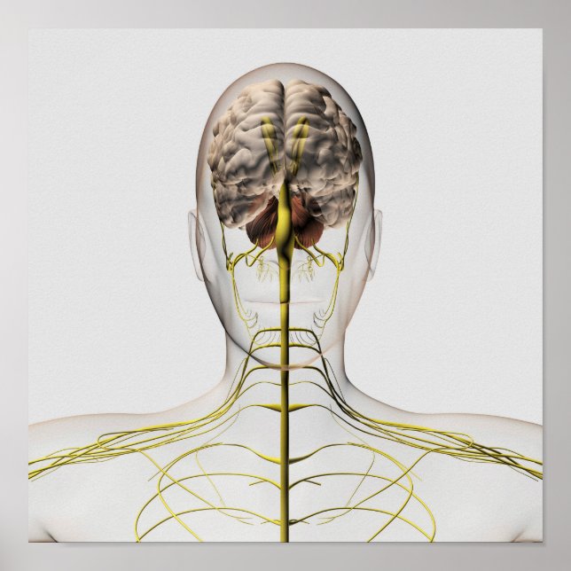 Pôster Ilustração Médica Do Sistema Nervoso Humano 2 (Frente)