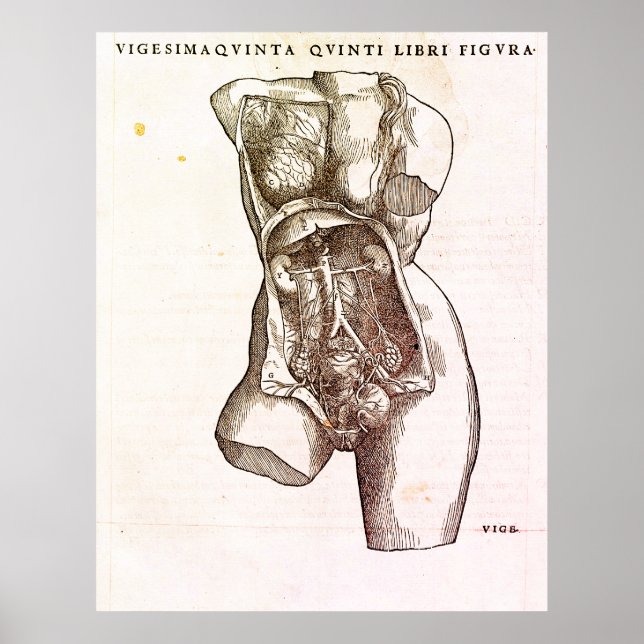 Poster Ilustração Médica do Sistema Reprodutivo Feminino (Frente)