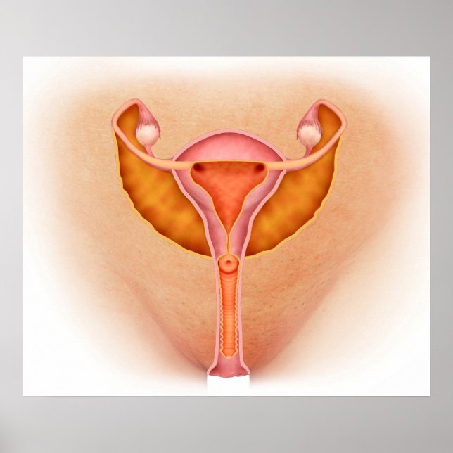Pôster Ilustração Médica Dos Órgãos Genitais Femininos 1 (Frente)