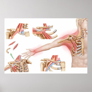 Poster Ilustração médica que detalha a tomada torácic