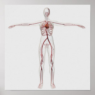 Pôster Ilustração médica: Sistema circulatório fêmea