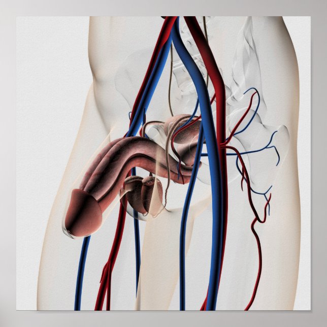 Poster Ilustração Médica: Sistema de Reprodução Masculino (Frente)