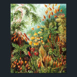 Poster Ilustração Muscinae de Ernst Haeckel<br><div class="desc">Ernst Haeckel (1834 - 1919) era um zoólogo alemão,  naturalista,  eugenista,  filósofo,  médico,  professor,  biólogo marinho e artista. Descobriu,  descreveu e nomeou milhares de novas espécies,  mapeou uma árvore genealógica que relacionava todas as formas de vida e conectou muitos termos em biologia,  entre eles ecologia,  filo,  filogenia e Protista.</div>
