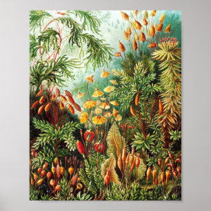 Poster Ilustração Muscinae de Ernst Haeckel