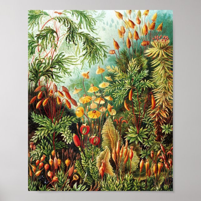 Poster Ilustração Muscinae de Ernst Haeckel (Frente)