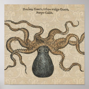 Poster Ilustração Octopus Vintage Kraken