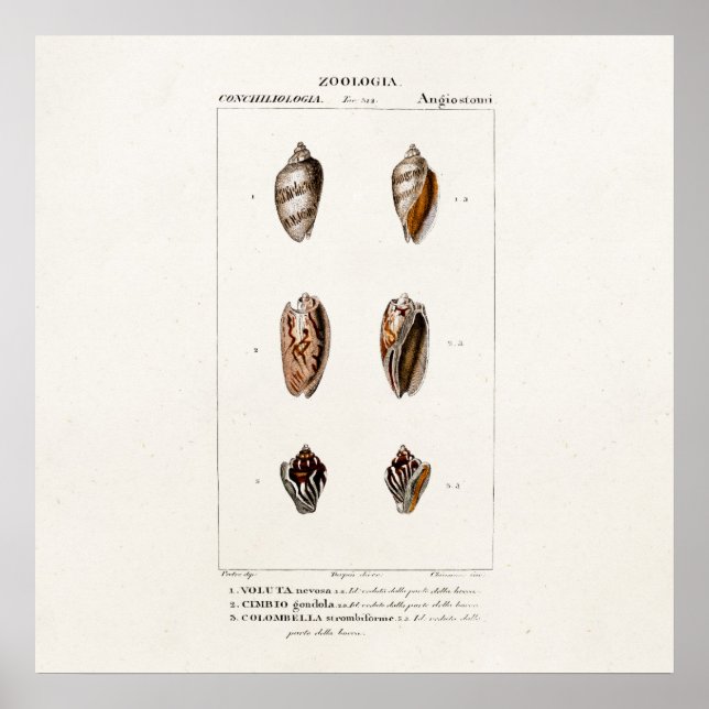 Pôster Ilustração Personalizada de Shell de Conchas do Ma (Frente)