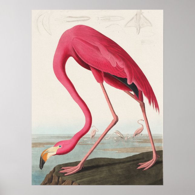 Poster Ilustração Pink Flamingo (Frente)