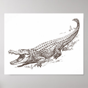 Poster Ilustração Realista de Jacaré