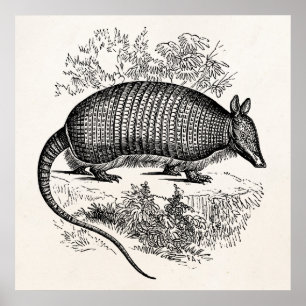 Pôster Ilustração retro dos tatus do tatu do vintage