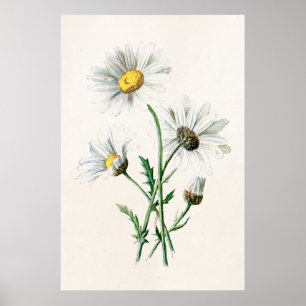 Pôster Ilustração velha da flor selvagem das margaridas