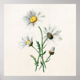 Poster Ilustração velha da flor selvagem das margaridas