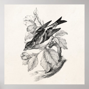 Poster Ilustração velha do pássaro do passarinho da